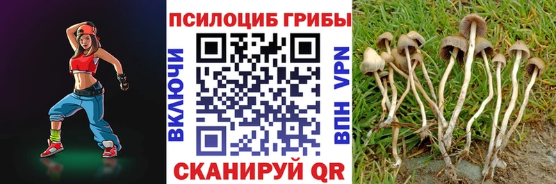 купить  цена  Райчихинск  Галлюциногенные грибы Psilocybine cubensis 